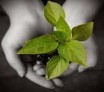 Chimie du végétal: Une filière à cultiver